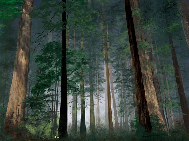 Artistico, foresta, terra, sequoia, Sfondo HD