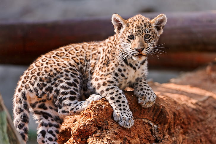 cat, cub, kitten, leopard, HD wallpaper