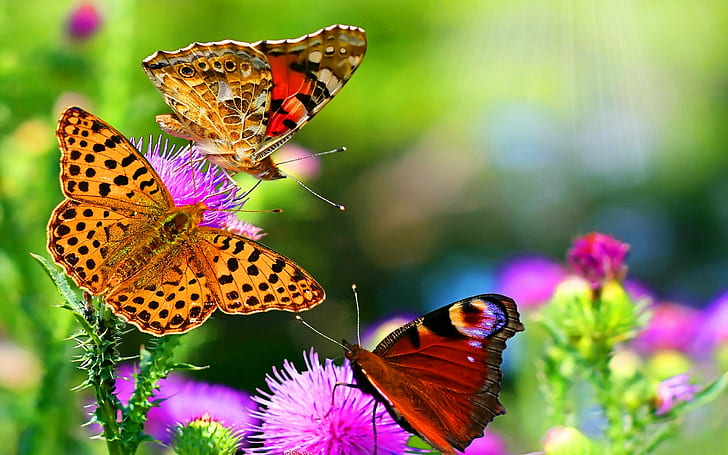ผีเสื้อสัตว์แมลงมีสีสันสัตว์ป่าดอกไม้ดอกไม้สีชมพู, วอลล์เปเปอร์ HD