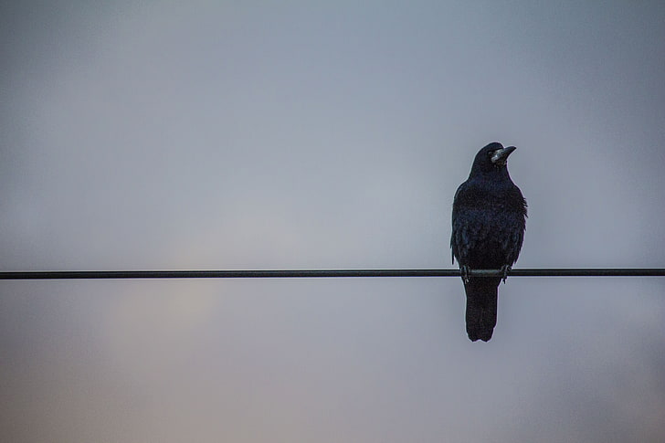 corvo nero seduto su linea elettrica carta da parati, corvi, fili, uccelli, Sfondo HD
