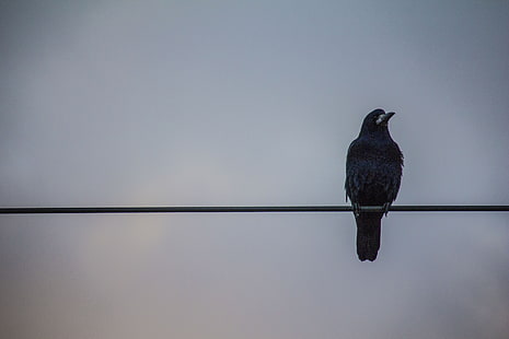 corvo preto sentado na linha elétrica wallpaper, corvos, fios, pássaros, HD papel de parede HD wallpaper