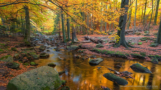 Национальный парк Гарц осенью, Саксония-Анхальт, Германия, осень, HD обои HD wallpaper