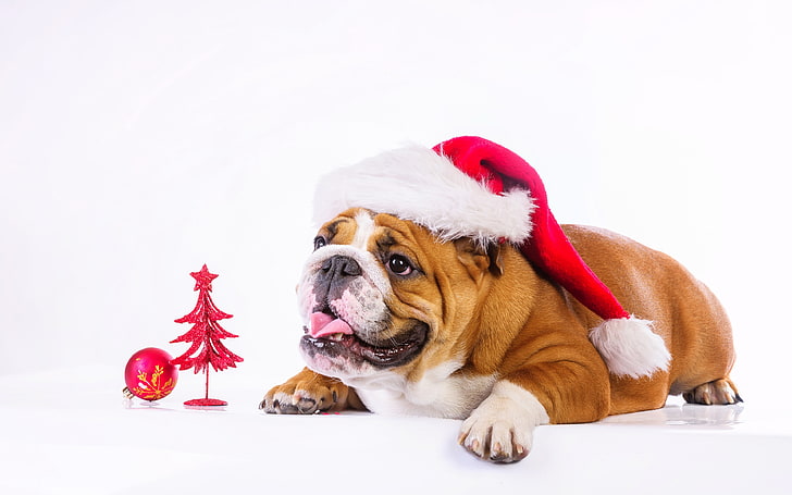Christmas, New Year, dog, cute animals, 4k, HD wallpaper