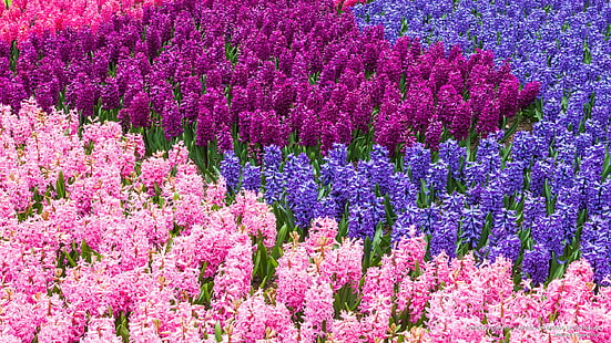 Färgrik hyacint, Keukenhof trädgårdar, Nederländerna, blommor / trädgårdar, HD tapet HD wallpaper