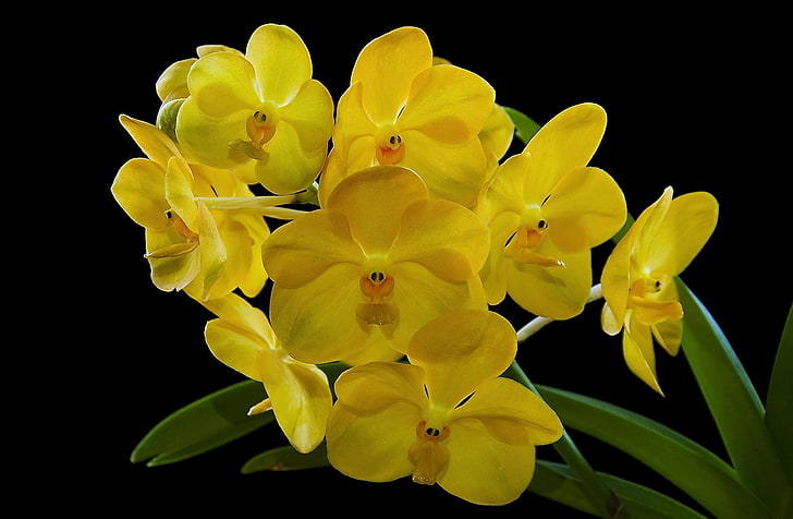 gula kronblad blommor, orkidé, blomma, gul, exotisk, svart bakgrund, HD tapet