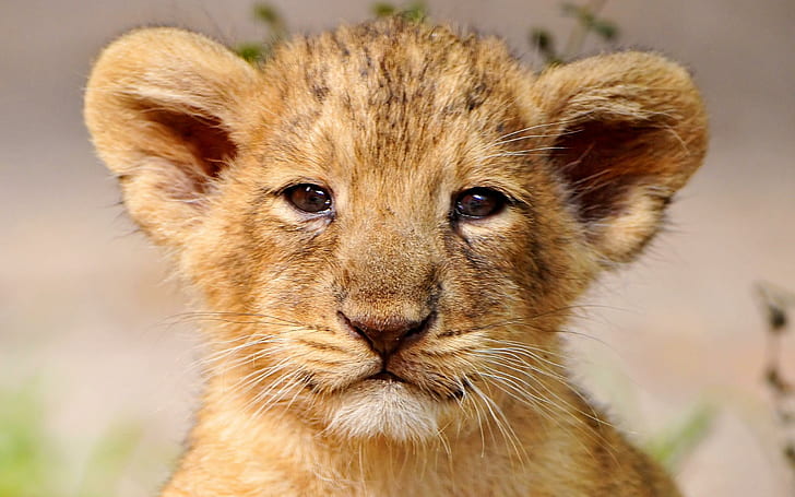 Retrato de filhote de leão, retrato, vida selvagem, bonito, leão, animais, HD papel de parede