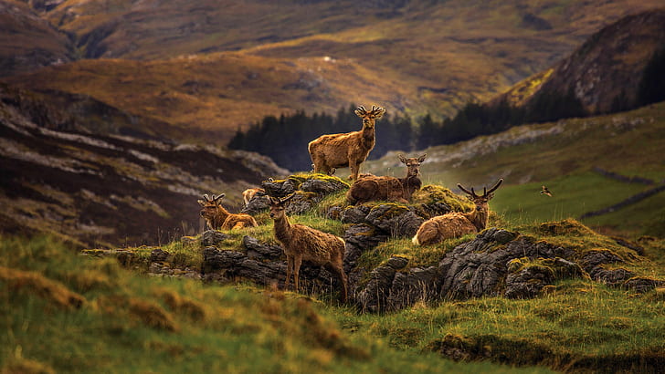mountains, nature, stones, stay, deer, the herd, HD wallpaper