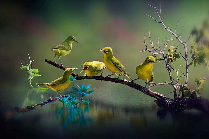 birds, animals, nature, water, HD wallpaper