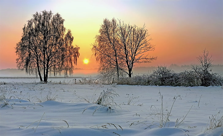 Winter Sunrise, trees with snow, Seasons, Winter, Sunrise, HD wallpaper
