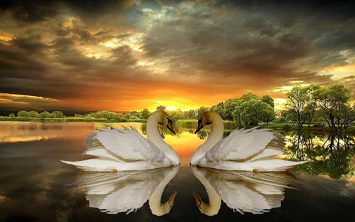 Love Of Swans, Lake, Trees, Dark Clouds, Sunset Desktop Wallpaper Hd For Mobile Phones And Laptops, HD wallpaper
