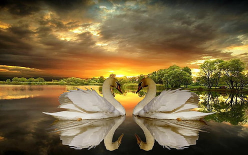 Cinta Swans, Danau, Pohon, Awan Gelap, Sunset Wallpaper Desktop Hd Untuk Ponsel Dan Laptop, Wallpaper HD HD wallpaper