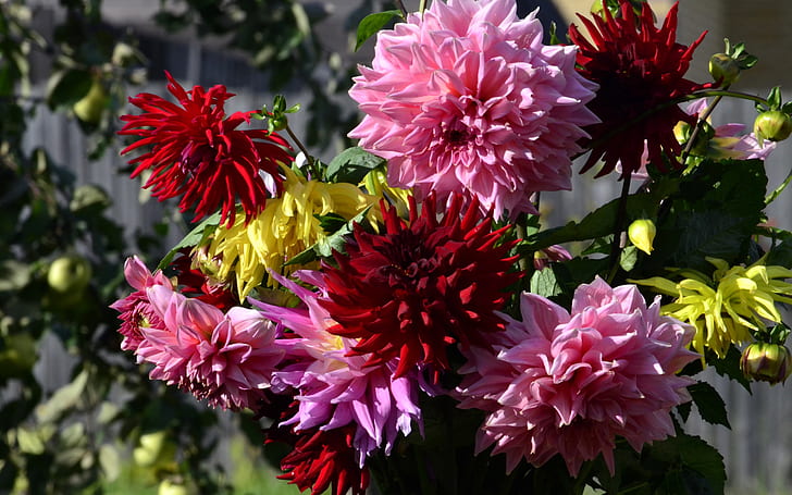 Dahlias, red and pink flowers, Dahlias, Red, Pink, Flowers, HD wallpaper