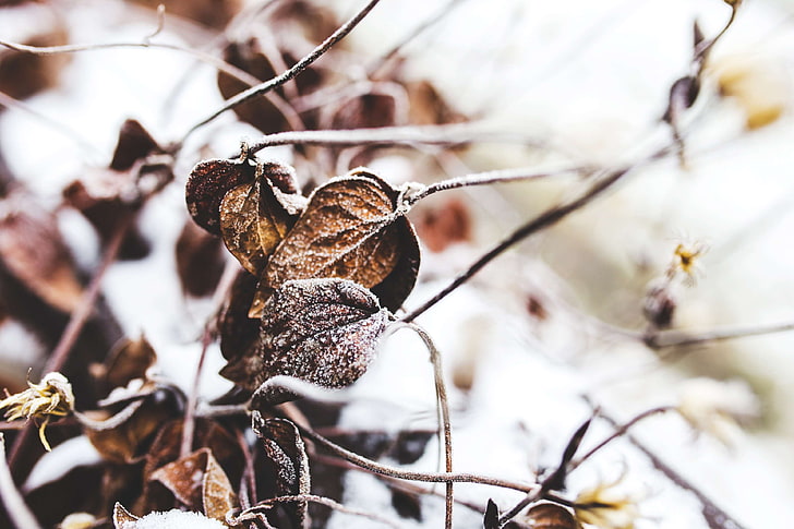 branch, close, cold, color, dry, environment, fall, flora, frost, froze, frozen, garden, leaf, leaves, outdoors, season, snow, tree, winter, withered, wood, HD wallpaper