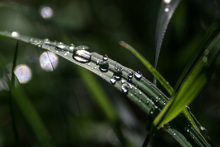 ภาพถ่ายระยะใกล้ของน้ำค้างบนใบไม้สีเขียว, หยด, ระยะใกล้, ภาพถ่าย, น้ำค้าง, ใบไม้สีเขียว, หล่น, หญ้า, น้ำฝน, ครีเอทีฟคอมมอนส์, CC-BY-SA, ธรรมชาติ, น้ำฝน, เปียก, ฝน, ระยะใกล้, มาโคร, ความสด, น้ำ, ใบไม้, ฤดูร้อน, สีเขียว, พืช, ของเหลว, วอลล์เปเปอร์ HD