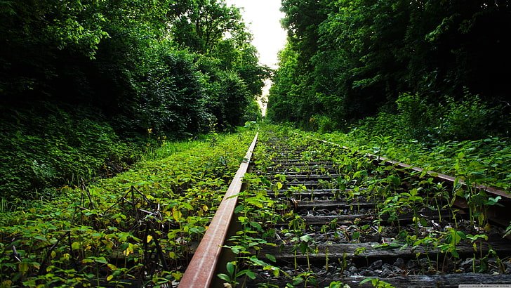 茶色の金属鉄道レール、木、鉄道、自然、植物、放棄された、 HDデスクトップの壁紙