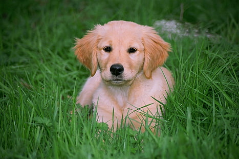 ลูกสุนัขพันธุ์โกลเด้นรีทรีฟเวอร์ธรรมชาติหญ้าโกลเด้นรีทรีฟเวอร์ลูกสุนัขสัตว์, วอลล์เปเปอร์ HD HD wallpaper