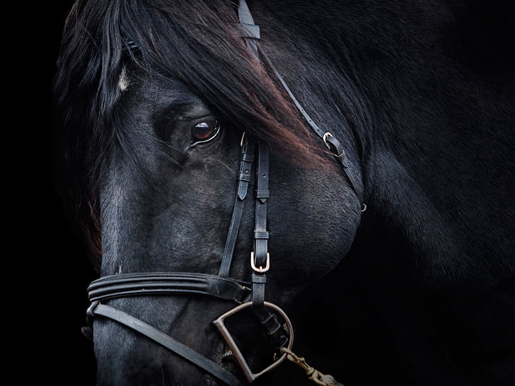 черный конь, конь, портрет, животные, черный, HD обои