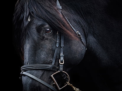 siyah at, at, portre, hayvanlar, siyah, HD masaüstü duvar kağıdı HD wallpaper