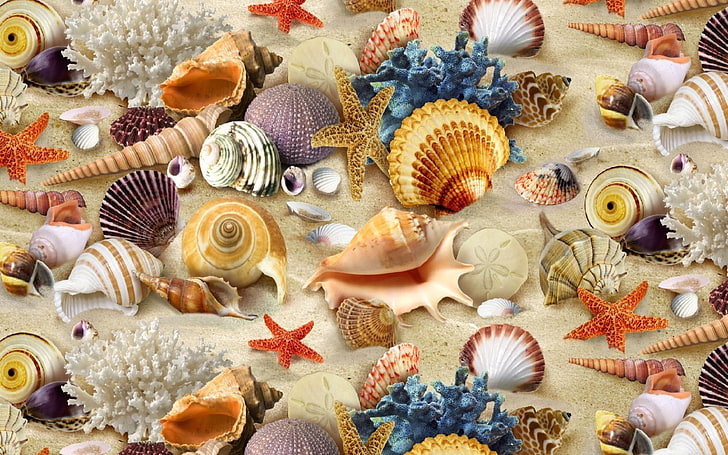 Earth, Shell, Artistic, Colorful, Colors, Conch, Coral, Sand, Scallop, Starfish, HD wallpaper