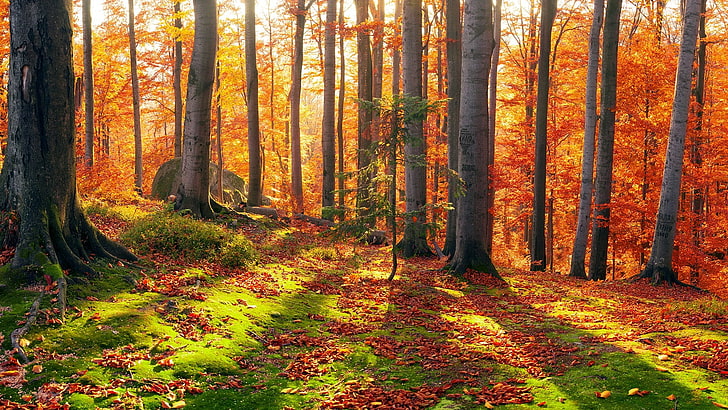森、森林、秋の風景、秋の色、秋、落葉性、カラフルな秋、苔むした、木、 HDデスクトップの壁紙