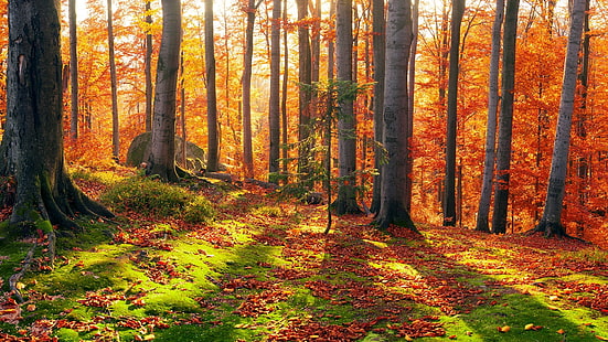 森、森林、秋の風景、秋の色、秋、落葉性、カラフルな秋、苔むした、木、 HDデスクトップの壁紙 HD wallpaper
