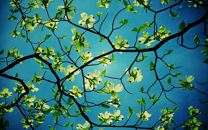 Kızılcık Ağacı Masaüstü Hd Çiçek Duvar Kağıtları Kızılcık Ağacı Masaüstü, HD masaüstü duvar kağıdı
