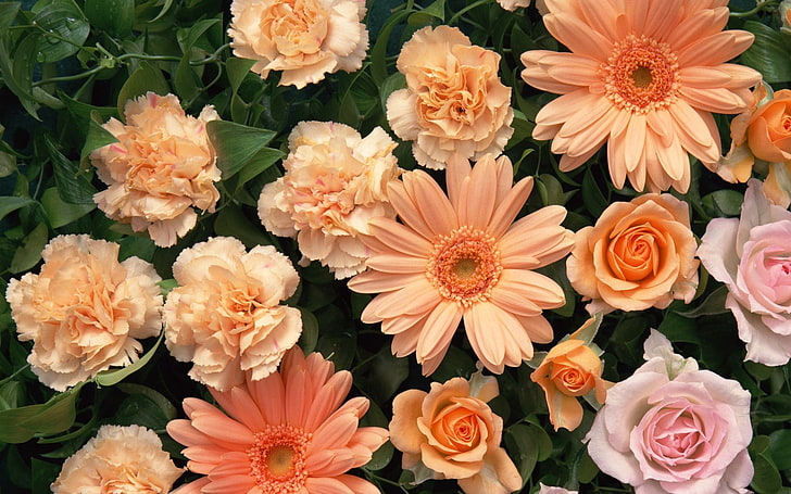 orange Gerbera Gänseblümchen, Nelken, Gerbera, Rosen, Strauß, zart, Tropfen, HD-Hintergrundbild