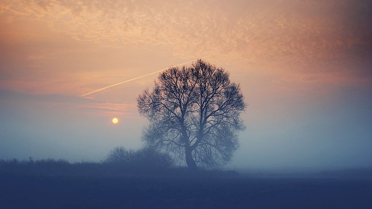 Kahler Baum, Natur, Landschaft, Bäume, Pflanzen, Sonne, Nebel, Himmel, HD-Hintergrundbild