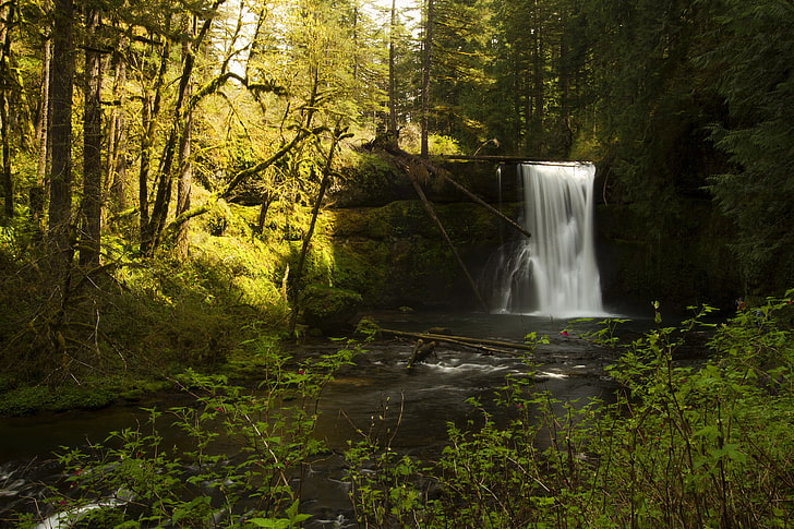 forest, the sun, trees, branches, stream, stones, waterfall, moss, USA, the bushes, Oregon, Silver Falls State Park, HD wallpaper
