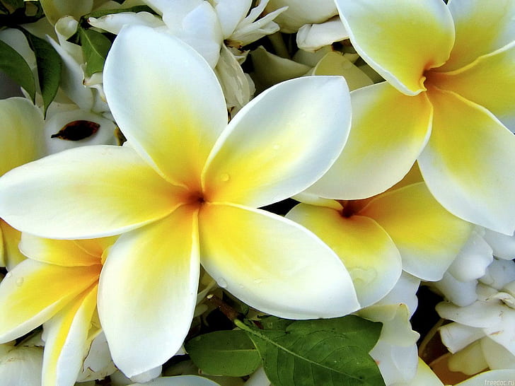 Flores amarillas blancas, plumeria blanca, flores blancas, amarillas, Fondo de pantalla HD