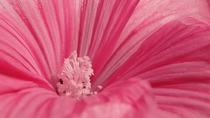rosa Hibiscus moscheutos fiore, fiore, petali, polline, Sfondo HD