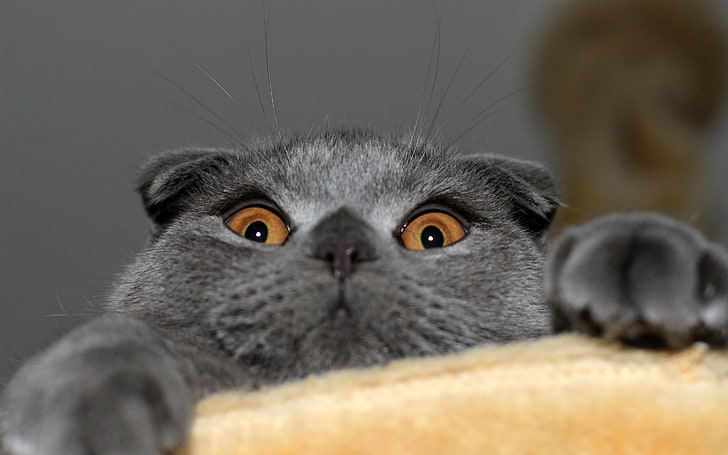 cinzento shorthair britânico gato, gato, Kote, Scottish fold, HD papel de parede