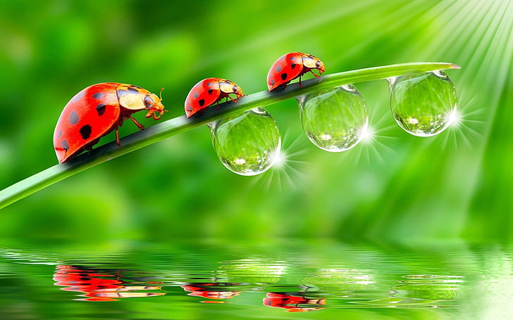 Three ladybugs on green leaves, drops of water, three ladybugs; green grass; three clear water droppings, Three, Ladybug, Green, Leaves, Drops, Water, HD wallpaper