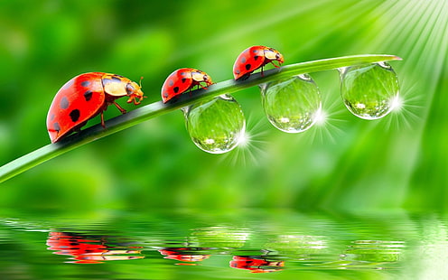 Three ladybugs on green leaves, drops of water, three ladybugs; green grass; three clear water droppings, Three, Ladybug, Green, Leaves, Drops, Water, HD wallpaper HD wallpaper