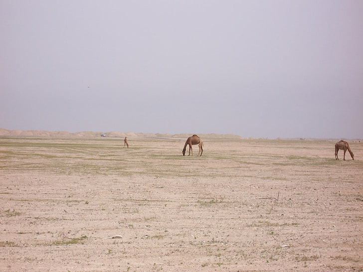 Верблюды пустыни Верблюды бродят по кувейтской пустыне Природа Пустыни HD Искусство, природа, пустыня, места, Кувейт, Кувейт, верблюды, HD обои