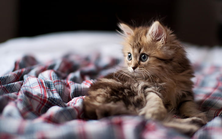 Keingintahuan kucing kecil, Keingintahuan, Kecil, Kucing, Wallpaper HD