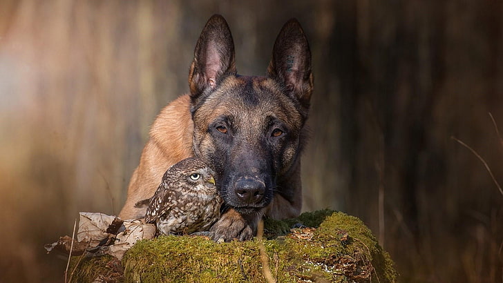 owl, dog breed, dog, shepherd dog, moss, belgian shepherd, friendship, malinois belgian shepherd, friend, belgian shepherd malinois, HD wallpaper