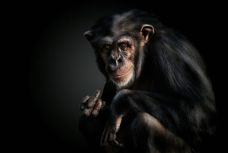 monkey, gesture, chimpanzees, HD wallpaper