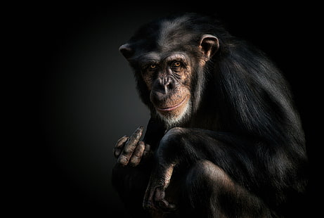 scimmia, gesto, scimpanzé, Sfondo HD HD wallpaper