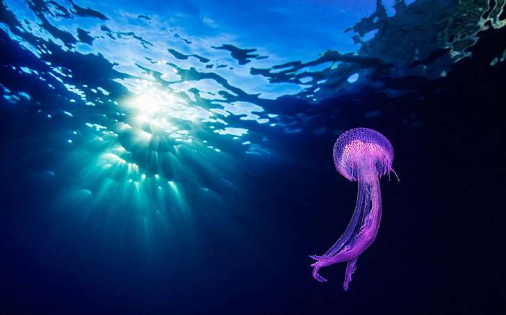 животные, медузы, подводные, HD обои