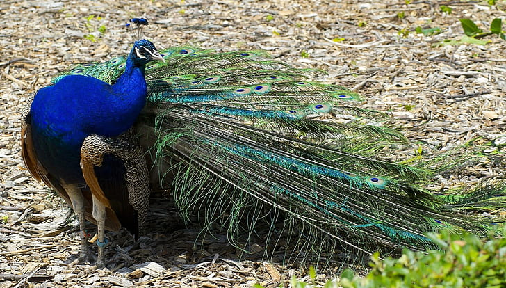 *** Beautiful Peacock ***, piekny, zwierzeta, ptaki, animals, HD wallpaper