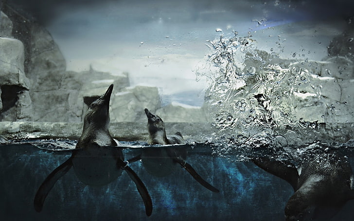 animals, nature, underwater, penguins, HD wallpaper