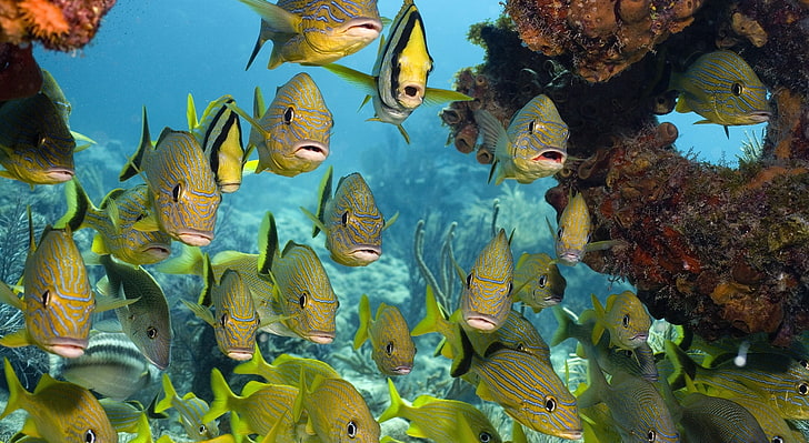 Florida Keys National Marine Sanctuary, school of yellow fish, Animals, Sea, National, Florida, Marine, Sanctuary, Keys, HD wallpaper