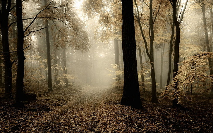 tall trees, nature, landscape, forest, mist, path, leaves, fall, morning, trees, dark, atmosphere, HD wallpaper