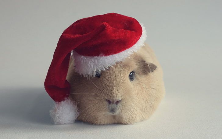beige guinea pig, guinea pig, hat, new year, HD wallpaper
