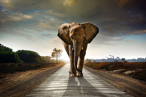 scarica foto elefante 4k, Sfondo HD HD wallpaper
