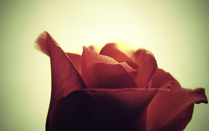 красный лепестковый цветок, цветы, крупным планом, боке, фотография, макро, роза, HD обои