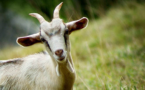 Bella capra, capra bianca e marrone, animali, capra, bella, Sfondo HD HD wallpaper