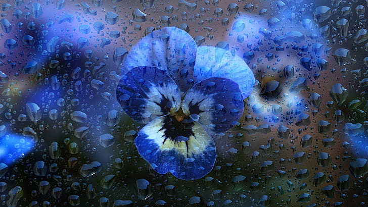 glass, water, drops, macro, flowers, blue, Pansy, water drops, violet, viola, HD wallpaper