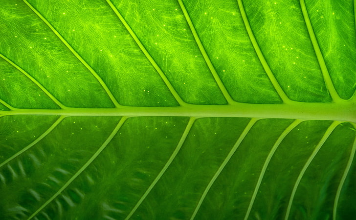 zielony liść, roślina, liść, tekstura, Tapety HD